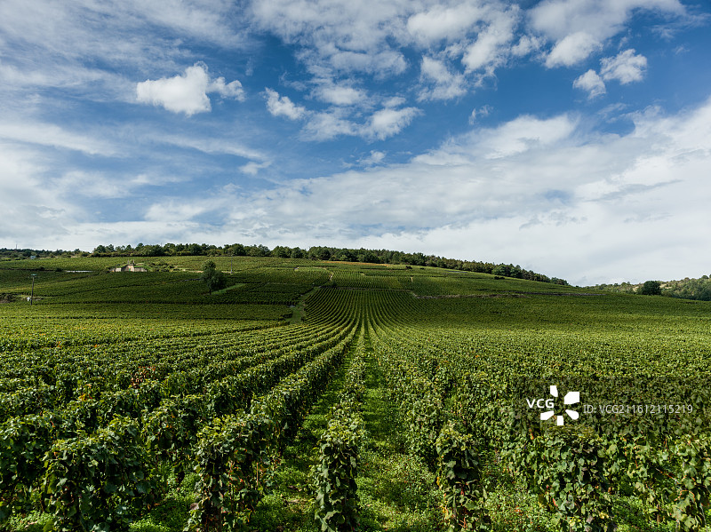 法国科多尔省沃斯尼的罗曼尼·勃艮第罗曼尼·康帝酒庄葡萄园种植基地。葡萄藤在阳光下绿意盎然，生机勃勃。图片素材