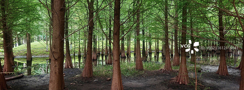 云南昆明 海洪湿地公园 水杉图片素材