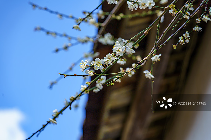 广东新兴县大江镇周边的屋边梅花图片素材