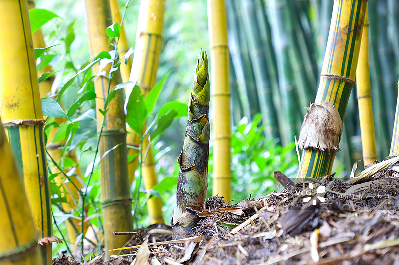 黄金间碧玉图片素材