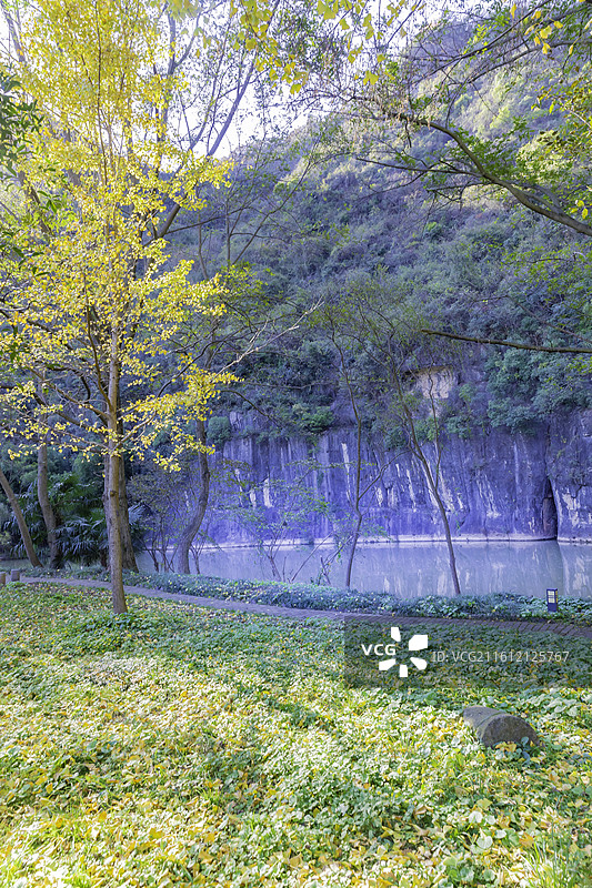 红叶与黄叶：阳光照亮通透，红色的树叶，金黄色的树叶，彩林图片素材