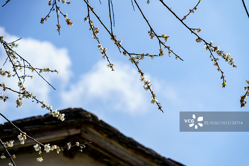 广东新兴县大江镇周边的屋边梅花图片素材