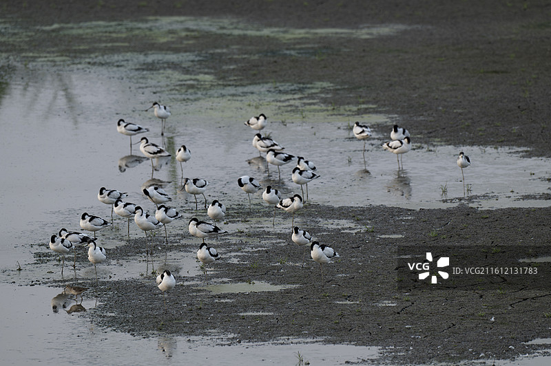 反嘴鹬图片素材