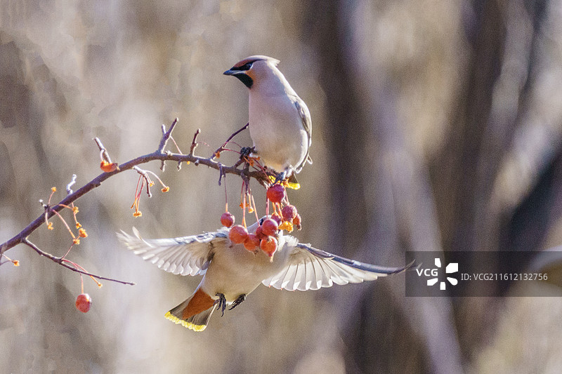 太平鸟图片素材