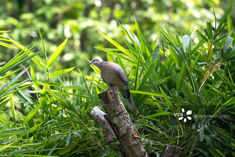 竹林中栖息的珠颈斑鸠野鸽子图片素材