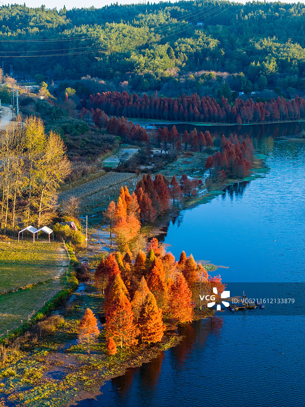 云南省昆明市三家村水库冬季水杉图片素材