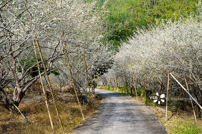 梅花林中的空路图片素材