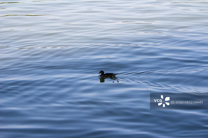 颐和园昆明湖丝绸般的蓝色湖面上的鸳鸯特写图片素材