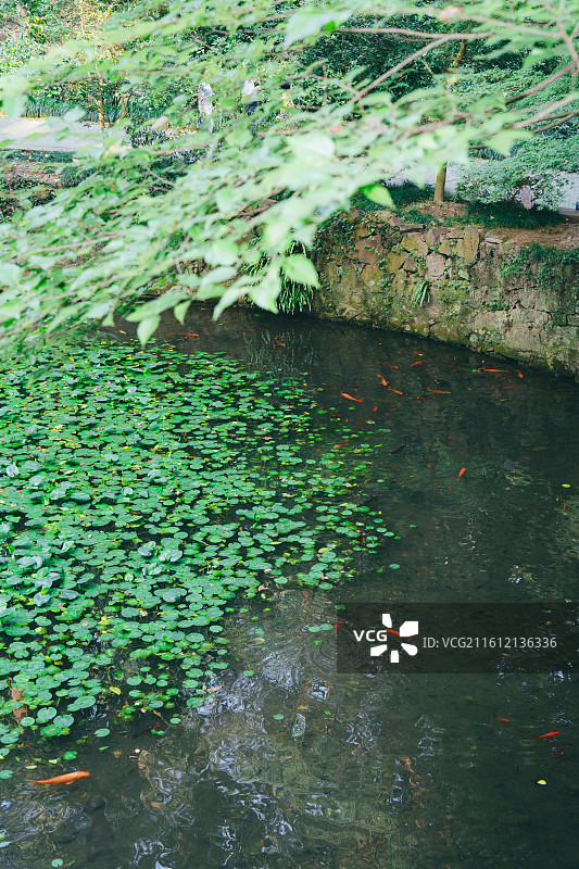 虎跑秋日图片素材