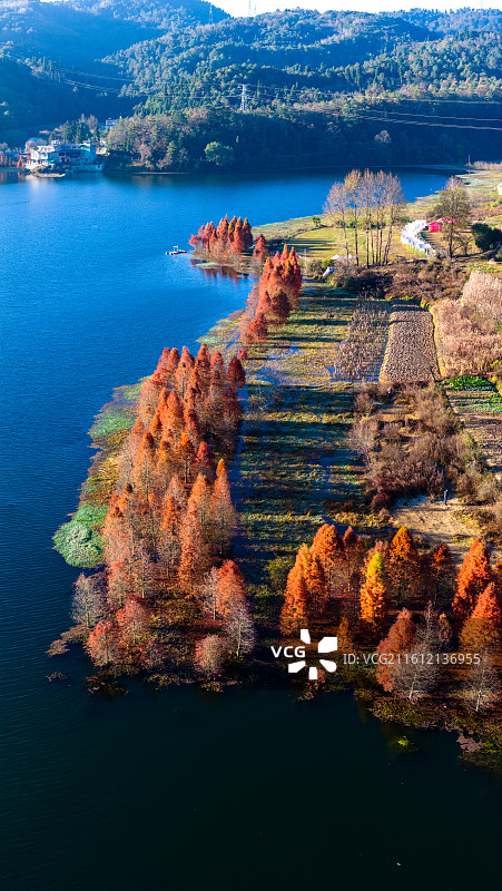云南省昆明市三家村水库冬季水杉图片素材