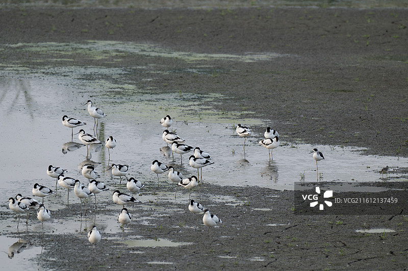 反嘴鹬图片素材