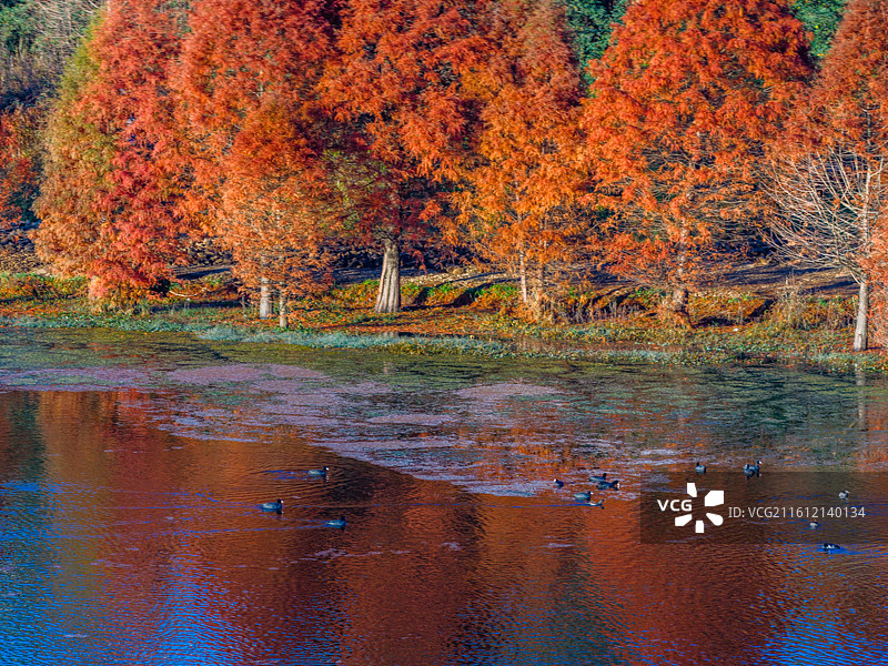云南省昆明市三家村水库冬季水杉图片素材