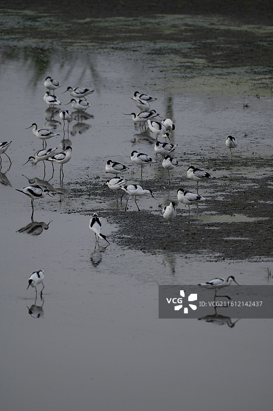 反嘴鹬图片素材