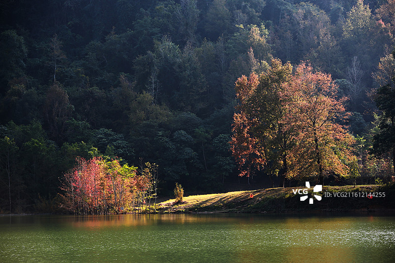 4A级旅游景区广西德保红枫森林公园，枫叶斑斓、湖光山色、林翠花香图片素材