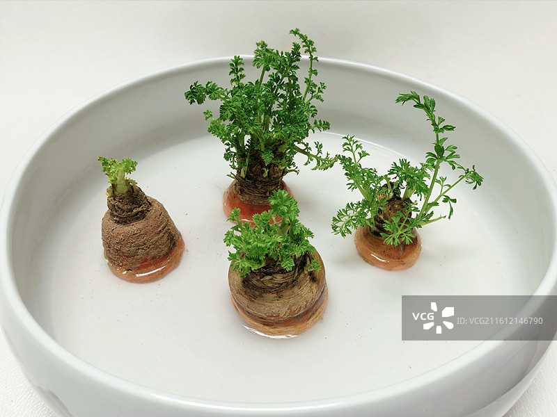 胡萝卜头桌面绿植微景观图片素材