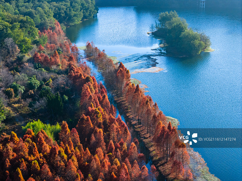 云南省昆明市三家村水库冬季水杉图片素材