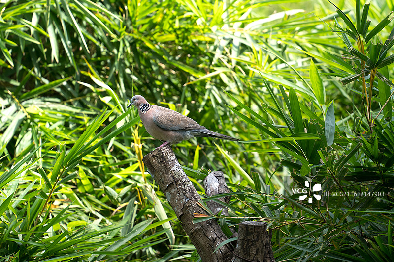 自然环境里树桩上的珠颈斑鸠图片素材