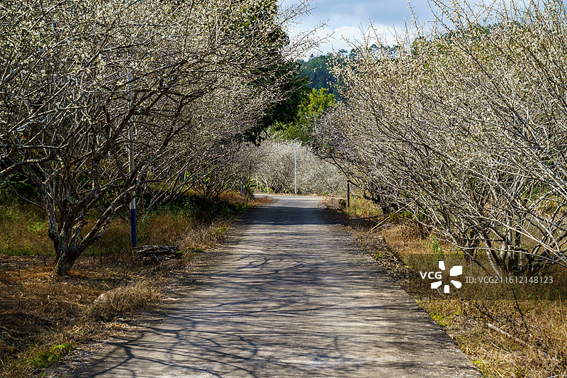 梅花林中的空路图片素材