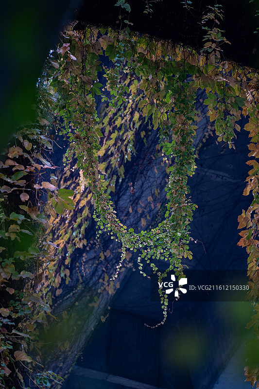 四川成都二环高架下的秋日爬山虎藤蔓图片素材