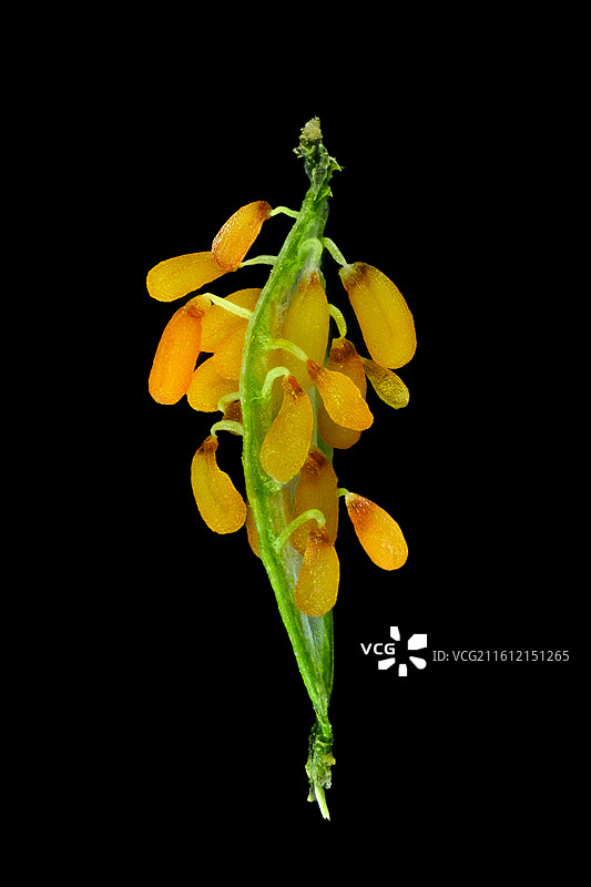 荠菜的果实图片素材