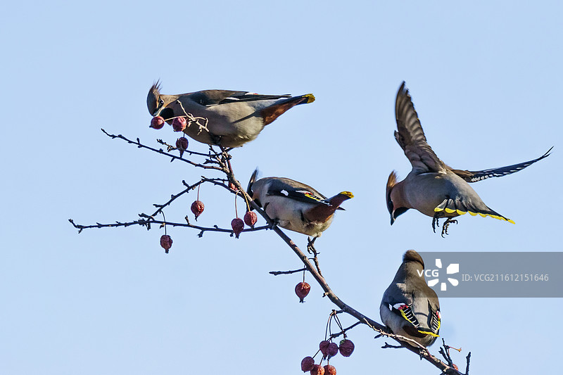 太平鸟图片素材