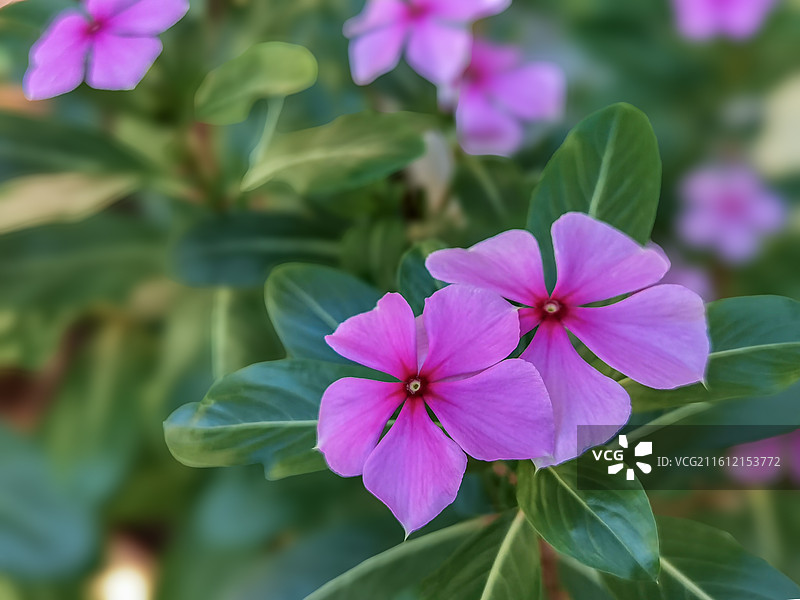 长春花图片素材