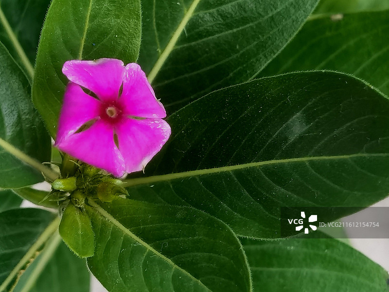 长春花图片素材