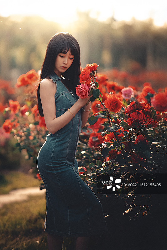 梦境中的月季花园图片素材