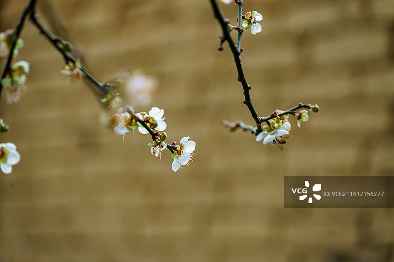 广东新兴县大江镇周边的屋边梅花图片素材