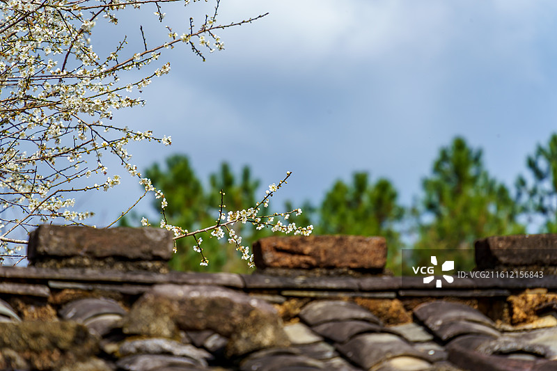 广东新兴县大江镇周边的屋边梅花图片素材