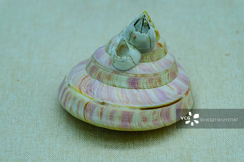 中国海南省三亚市三亚山海贝文化博物馆藏品 ，世界各地的奇异贝壳，各种各样的贝壳，各地贝壳标本 ，澳大图片素材