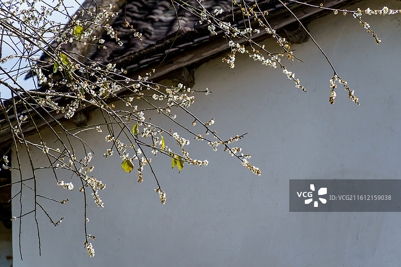 广东新兴县大江镇周边的屋边梅花图片素材