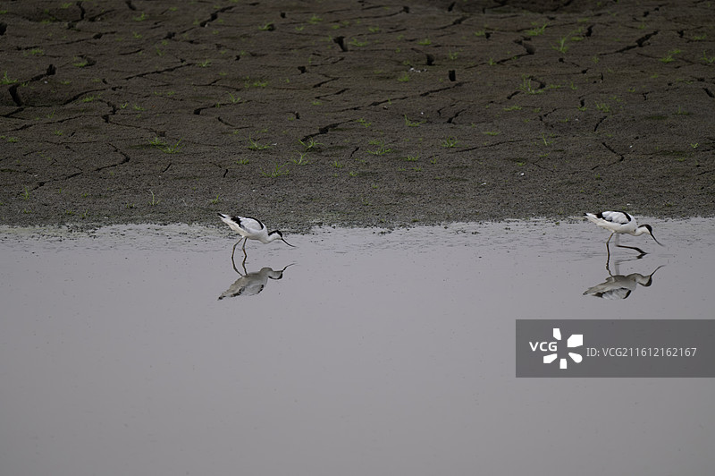反嘴鹬图片素材