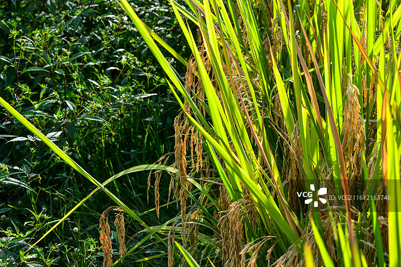 贵州省遵义市播州区枫香镇花茂村田园风光图片素材