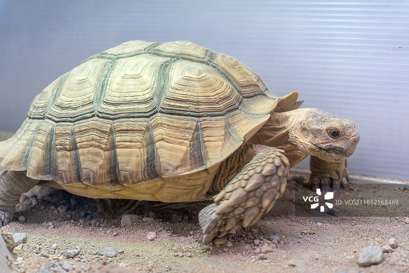 爬行宠物爬宠苏卡达陆龟图片素材