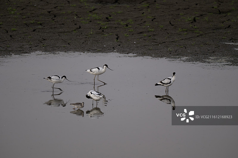 反嘴鹬图片素材