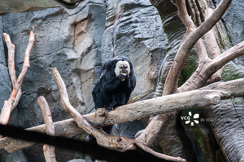 坐在树枝上的黑色猴子的低角度视图图片素材