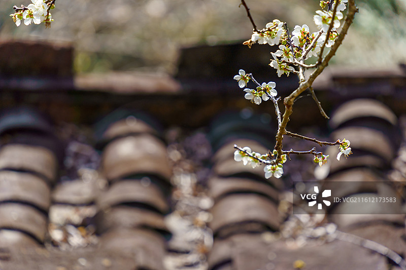 广东新兴县大江镇周边的屋边梅花图片素材