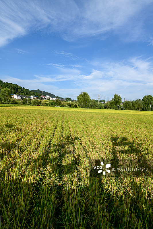 贵州省遵义市播州区枫香镇花茂村田园风光图片素材