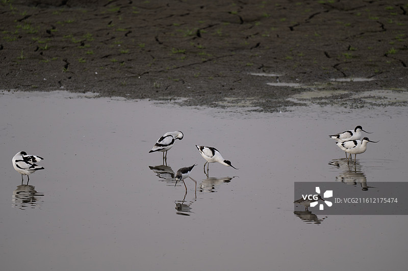 反嘴鹬图片素材