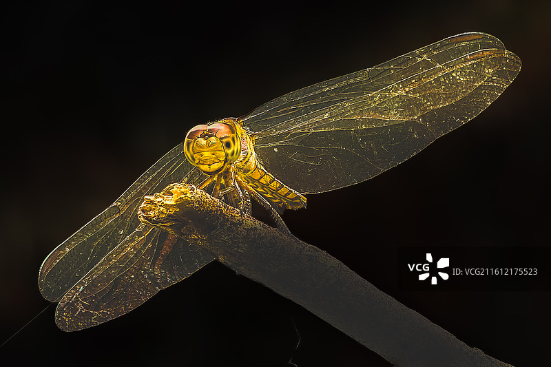 金翅凝光图片素材