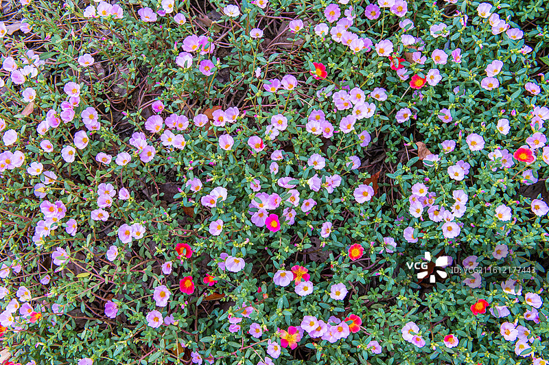 环翅马齿苋图片素材