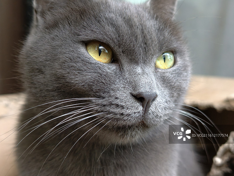 犀利的眼神图片素材