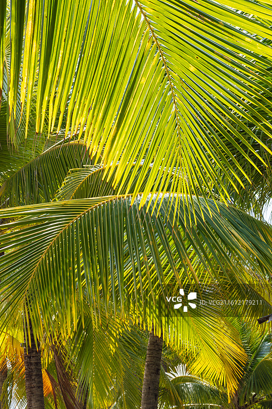 热带椰子树图片素材