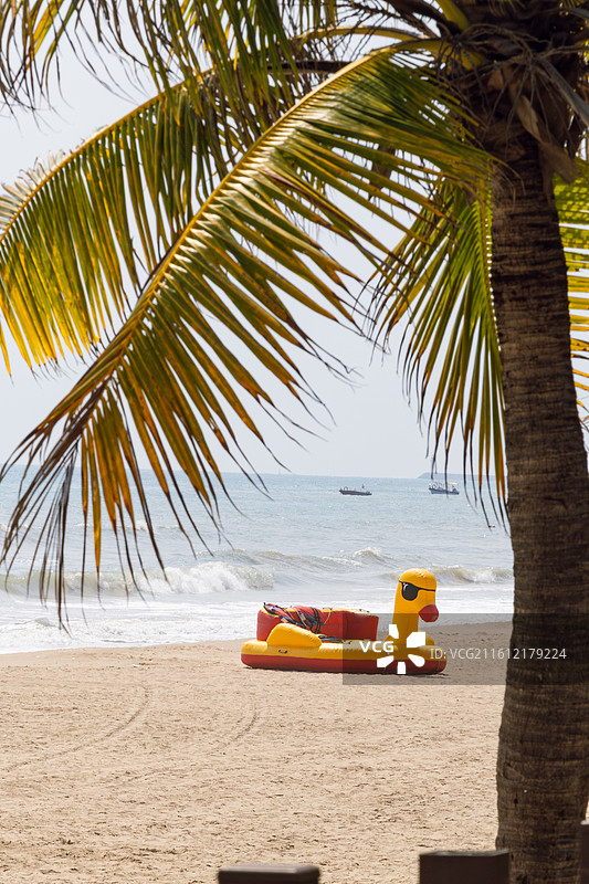 热带椰子树图片素材