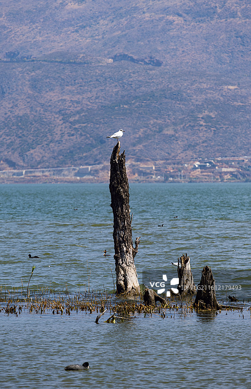 大理洱海风景图片素材