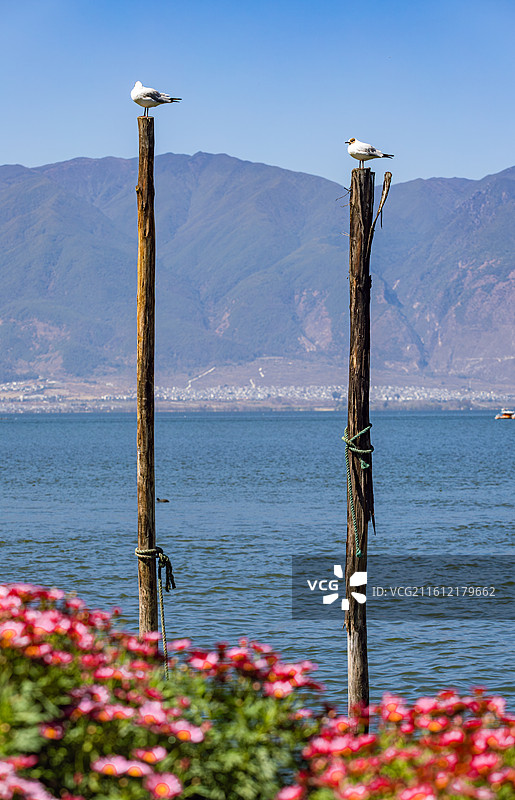 大理洱海风景图片素材