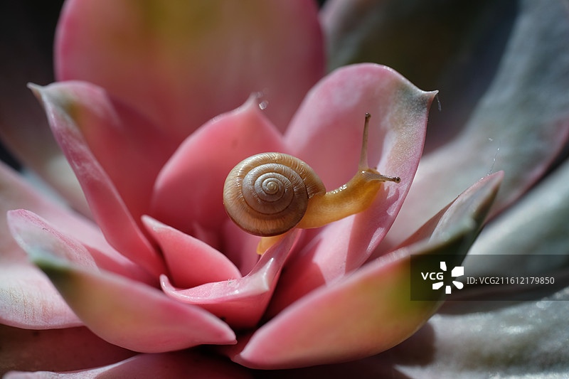 多肉植物上的可爱小蜗牛。微距背景图壁纸图片素材
