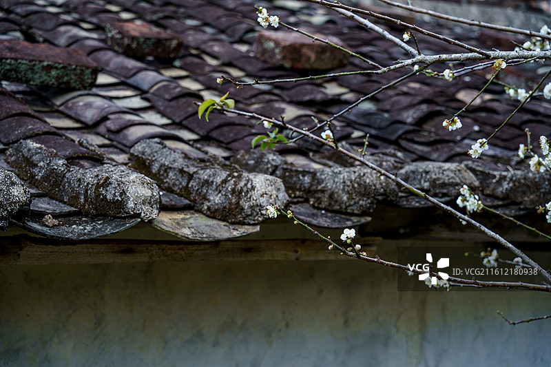 广东新兴县大江镇周边的屋边梅花图片素材
