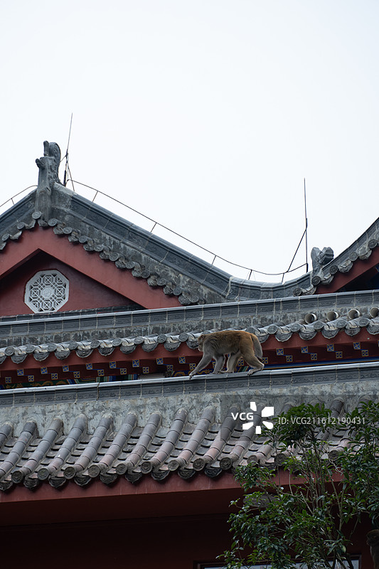 贵阳风景溶洞黔灵山猴子人文图片素材